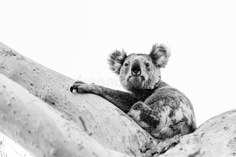 Czarno-biały portret koala w drzewie gumowym
