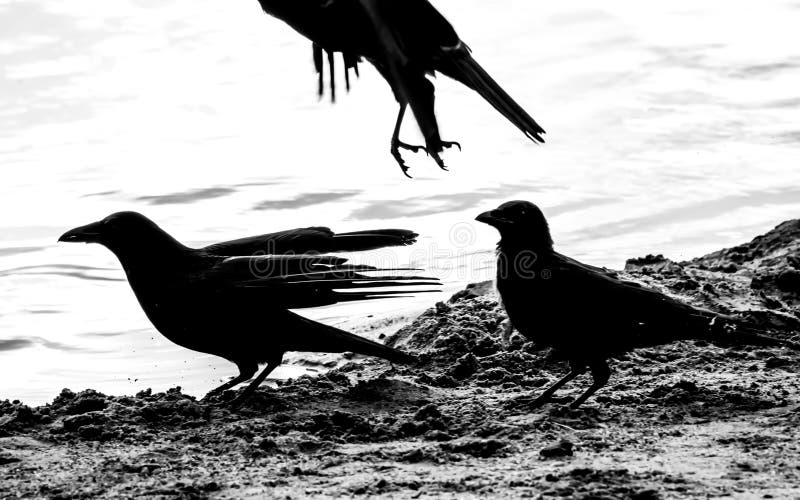 Black white picture of three crows on the shore of lake, birds taking off. Black white picture of three crows on the shore of lake, birds taking off