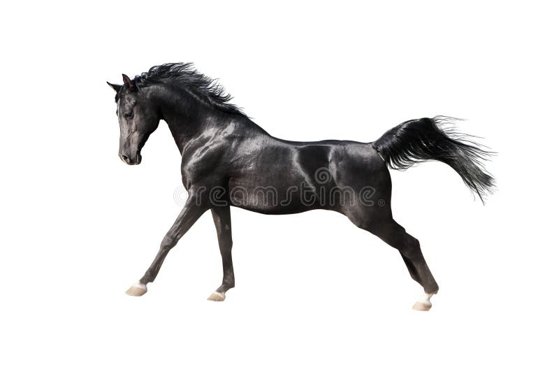 Czarny arabski koń odizolowywający na bielu