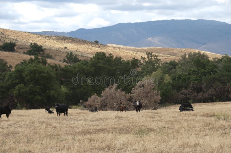 Black Baldy is a type of crossbred beef cattle produced by crossing Hereford cattle with a solid black breed, usually Aberdeen Angus. Angus bulls are also used on Hereford heifers in an attempt to produce smaller calves and reduce dystocia. Black Angus cattle, also called Aberdeen Angus, are the most popular breed in the U.S., and thanks to some excellent marketing, their meat is in demand, which means these cattle -- and crossbreds with mostly black markings -- often bring a premium at the sale barn. Black Baldy is a type of crossbred beef cattle produced by crossing Hereford cattle with a solid black breed, usually Aberdeen Angus. Angus bulls are also used on Hereford heifers in an attempt to produce smaller calves and reduce dystocia. Black Angus cattle, also called Aberdeen Angus, are the most popular breed in the U.S., and thanks to some excellent marketing, their meat is in demand, which means these cattle -- and crossbreds with mostly black markings -- often bring a premium at the sale barn.