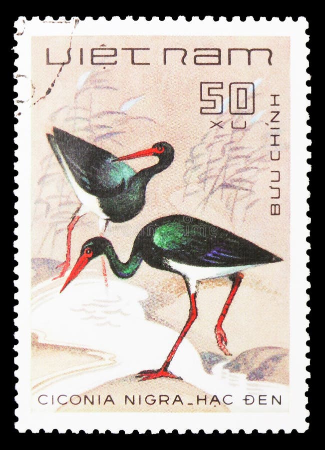 Czarny bocian, ptaka seria około 1983, (Ciconia nigra) obrazy stock Czarny bocian, ptaka seria około 1983, (Ciconia nigra) obrazy stock