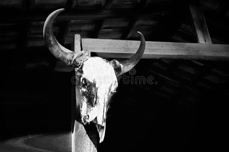 Farm theme: Black and white cattle skull. Farm theme: Black and white cattle skull