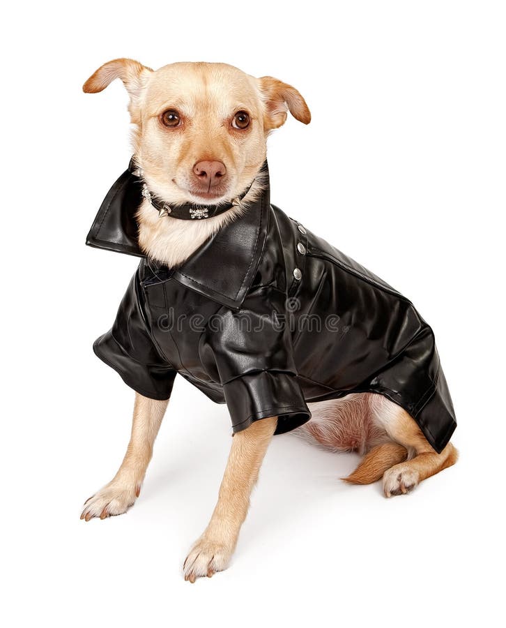 Small Chihuahua mix dog wearing a black leather jacket and a spiked collar, isolated on white. Small Chihuahua mix dog wearing a black leather jacket and a spiked collar, isolated on white