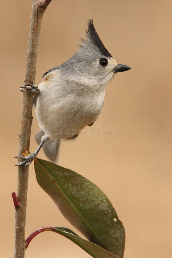 Czarny czubaty titmouse obrazy stock