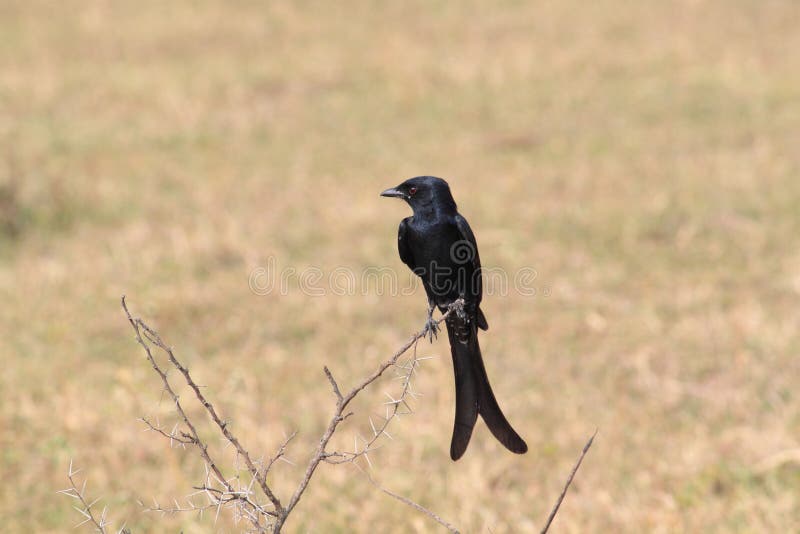 Czarny drongo obrazy royalty free