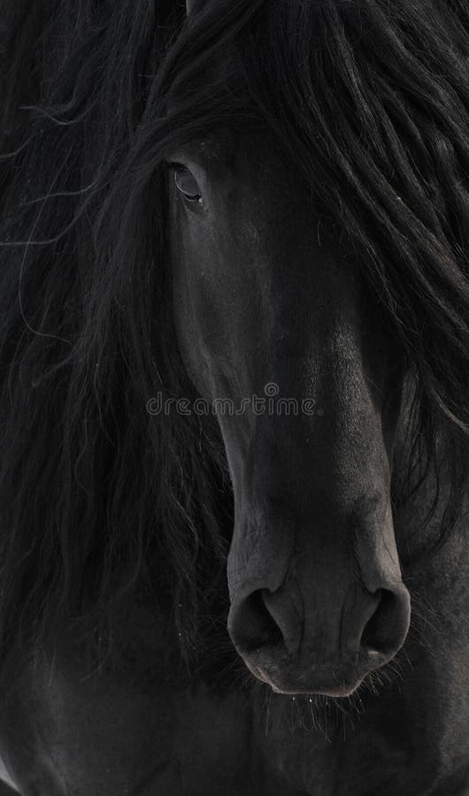 czarny frisian konia portret obraz stock czarny frisian konia portret obraz stock