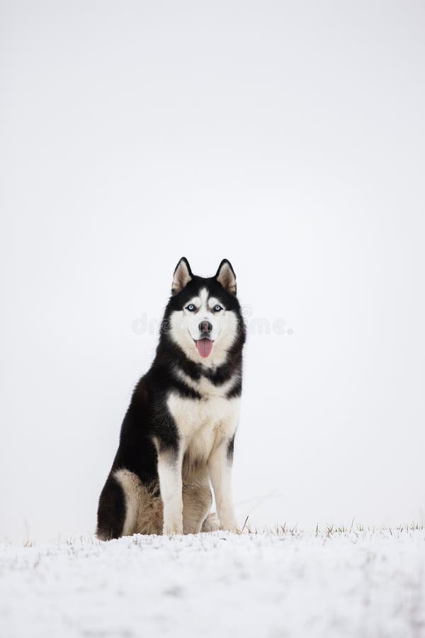 Czarny i biały błękitnooki Syberyjski husky siedzi w śniegu Portra zdjęcie stock Czarny i biały błękitnooki Syberyjski husky siedzi w śniegu Portra zdjęcie stock