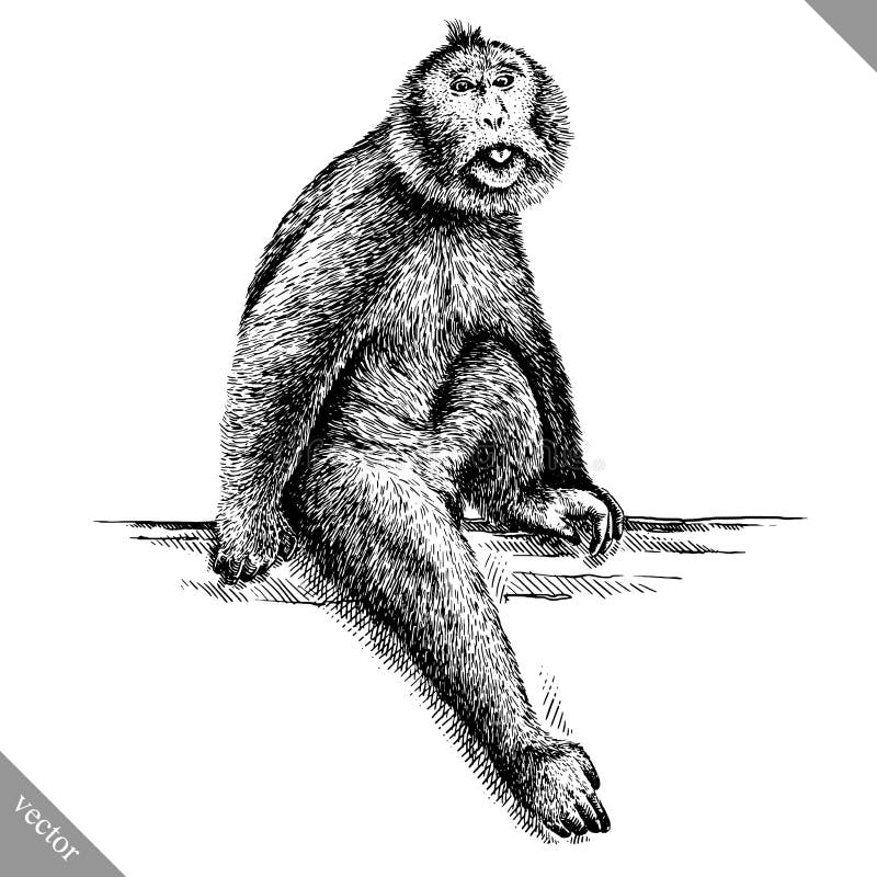 Czarny i biały graweruje odosobnioną małpią wektorową ilustrację ilustracja wektor