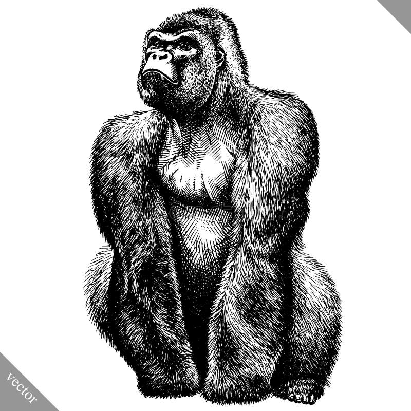 Czarny i biały graweruje odosobnioną małpią wektorową ilustrację ilustracja wektor