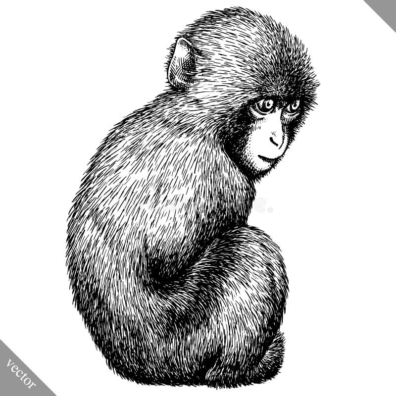 Czarny i biały graweruje odosobnioną małpią wektorową ilustrację ilustracja wektor