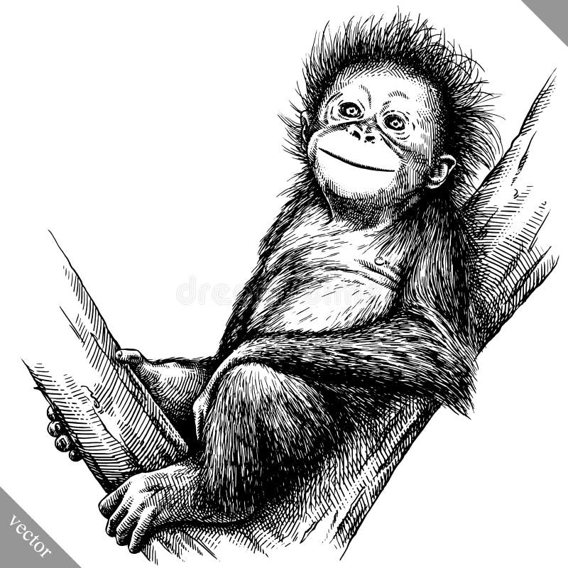 Czarny i biały graweruje odosobnioną małpią wektorową ilustrację ilustracji