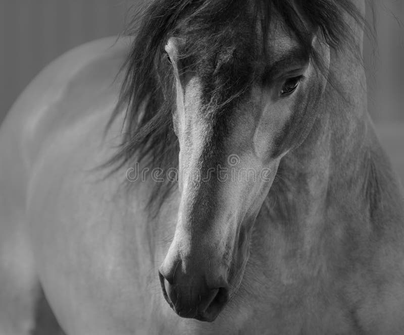 Black and White portrait of Andalusian horse in motion. Front view. Black and White portrait of Andalusian horse in motion. Front view.