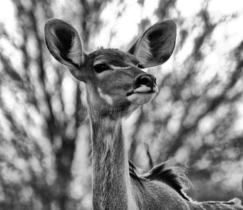 Czarny I Biały portret kudu krowa obraz royalty free Czarny I Biały portret kudu krowa obraz royalty free