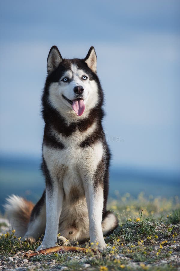 Czarny i biały Syberyjskiego husky obsiadanie na górze na tle jezioro i las i je fundy fotografia stock Czarny i biały Syberyjskiego husky obsiadanie na górze na tle jezioro i las i je fundy fotografia stock