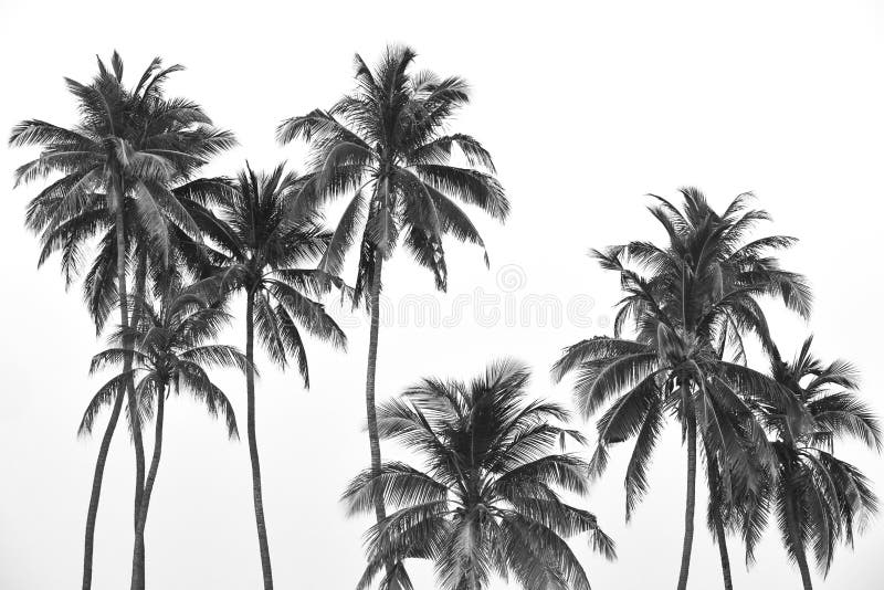 Czarny i biały tropikalni drzewka palmowe