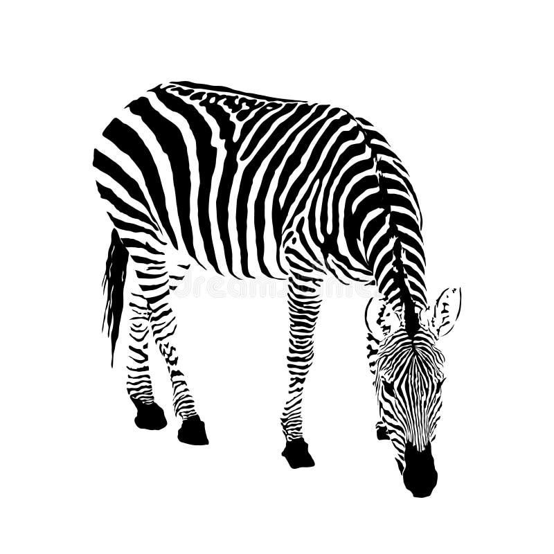 Czarny i biały zebra, odosobniona zwierzęca wektorowa ilustracja ilustracja wektor