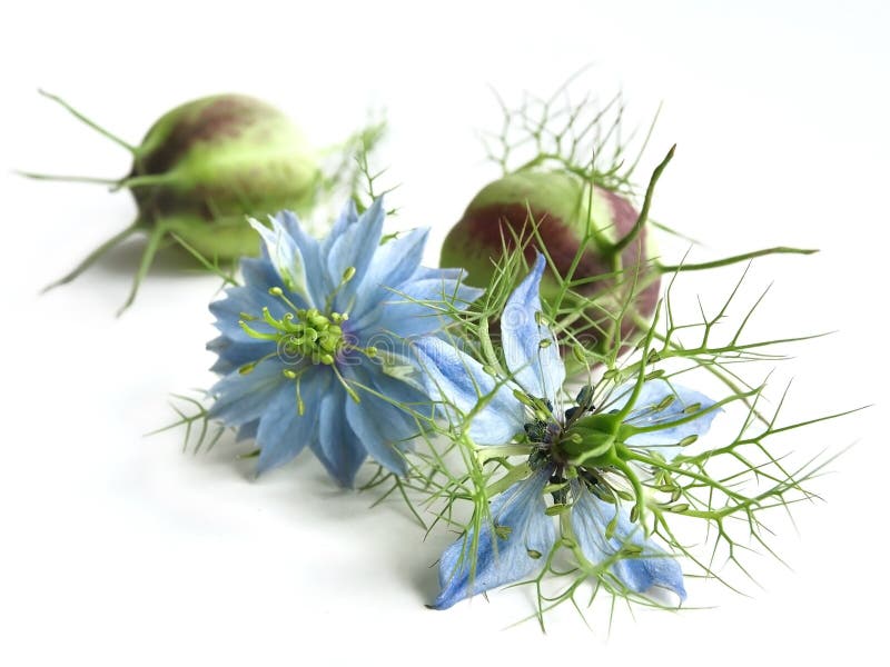 Czarny kmin (Nigella sativa) fotografia royalty free Czarny kmin (Nigella sativa) fotografia royalty free