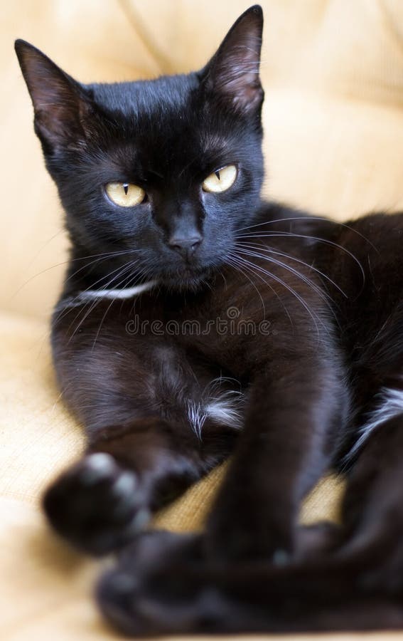 Czarny kota śliczny oczu kolor żółty