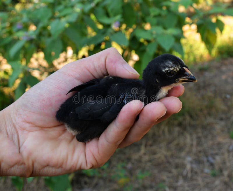 Czarny kurczątko zdjęcia stock