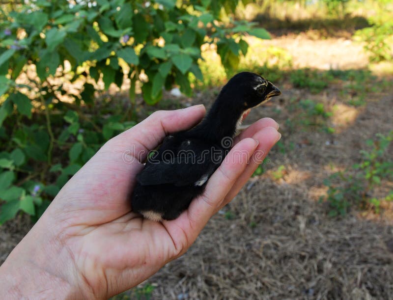 Czarny kurczątko obraz royalty free