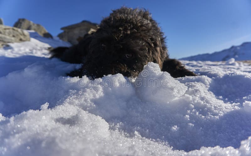 Czarny lagotto romagnolo kłaść w śniegu obraz stock Czarny lagotto romagnolo kłaść w śniegu obraz stock