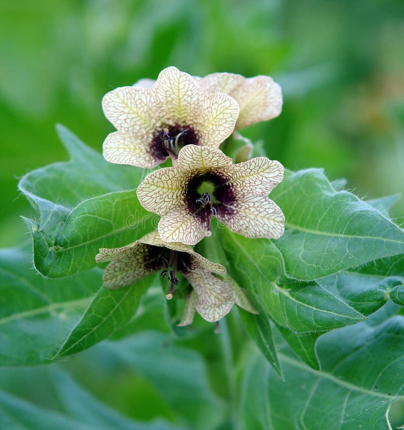 Hyoscyamus niger also known as stinking nightshade or black henbane. Hyoscyamus niger also known as stinking nightshade or black henbane