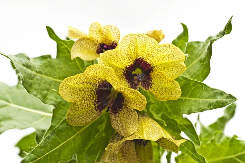 Black henbane, medieval medicine plant and poison. Black henbane, medieval medicine plant and poison