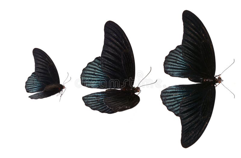 Czarny motyl fotografia royalty free Czarny motyl fotografia royalty free