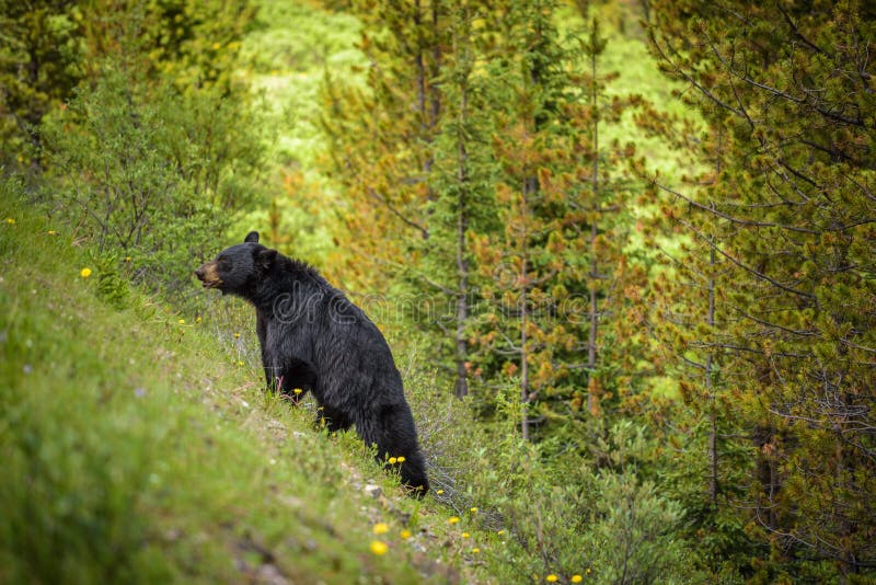 Czarny niedźwiedź w lasach Banff i Jaspisowy park narodowy, Kanada
