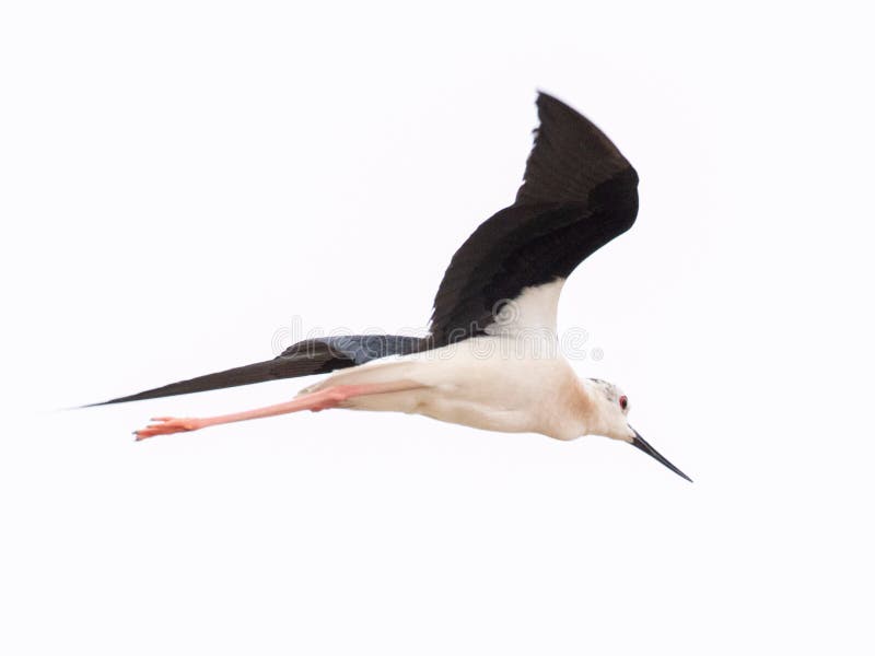 Czarny oskrzydlony długi - nożny bekasa Himantopus Himantopus zdjęcie stock Czarny oskrzydlony długi - nożny bekasa Himantopus Himantopus zdjęcie stock