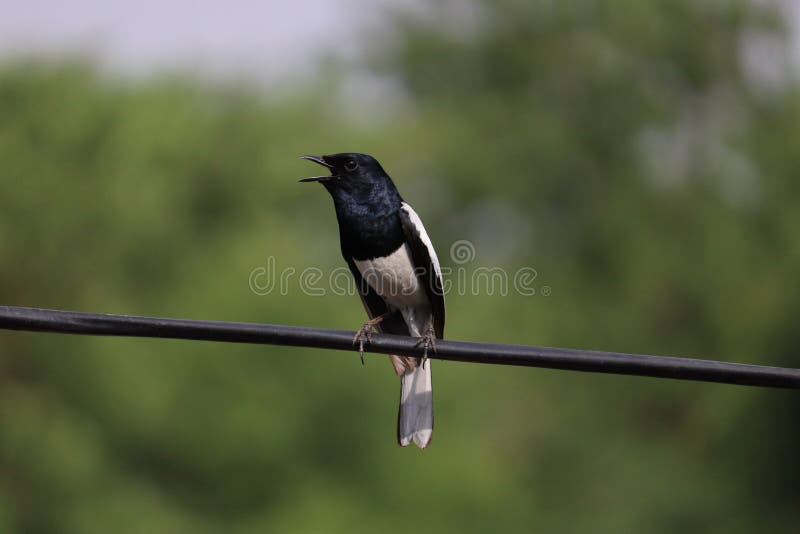 Czarny pied bushchat obrazy royalty free Czarny pied bushchat obrazy royalty free