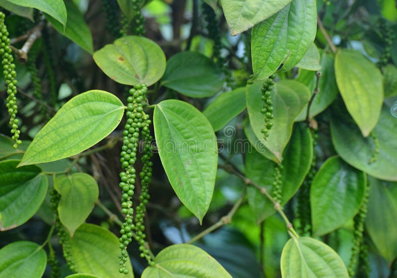 Czarny Pieprzowy winograd Zieleni pestczaki z liśćmi w Kerala, India - dudziarz Nigrum -