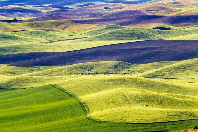 czarny poly zieleni ziemi palouse Washington banatka obraz stock czarny poly zieleni ziemi palouse Washington banatka obraz stock