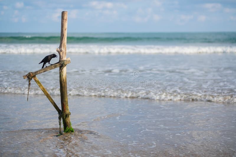 Czarny Raven lub Crow na plaży leżącej na drewnianym patyku obrazy royalty free Czarny Raven lub Crow na plaży leżącej na drewnianym patyku obrazy royalty free