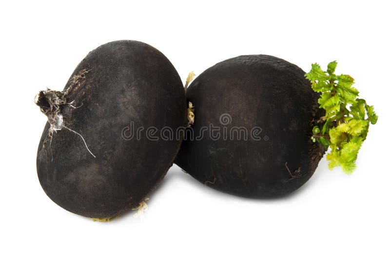 Black radish on a white background. Black radish on a white background