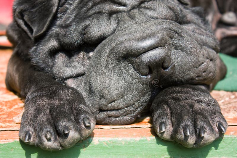 Czarny Shar-Pei zakończenia portret zdjęcia royalty free Czarny Shar-Pei zakończenia portret zdjęcia royalty free