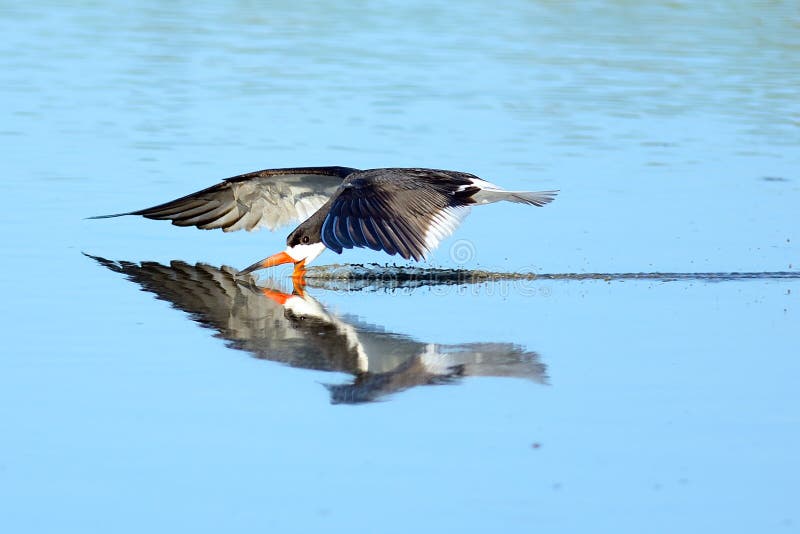Black Skimmer skimming along water with great shadow. Black Skimmer skimming along water with great shadow.