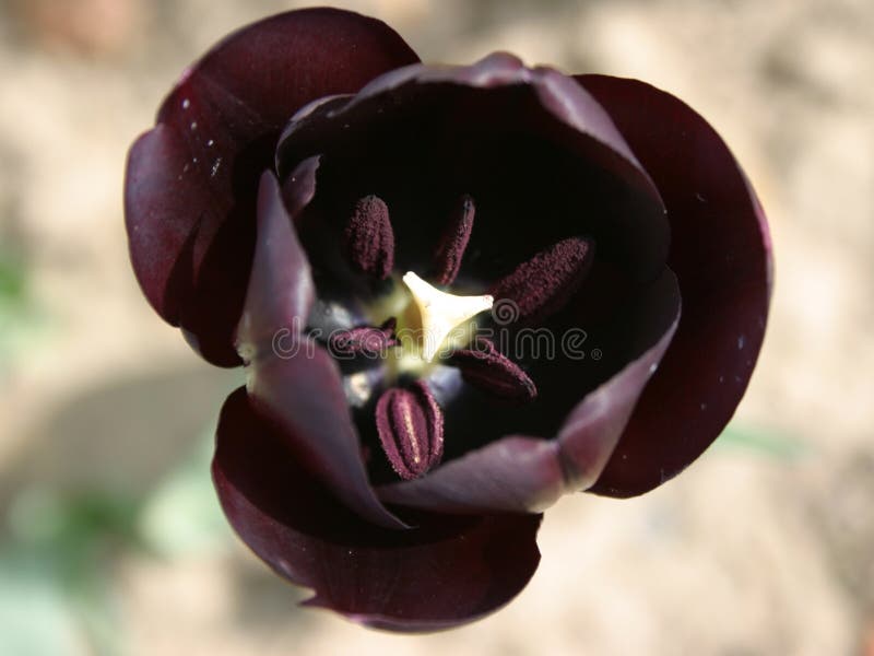 Czarny tulipan obrazy royalty free