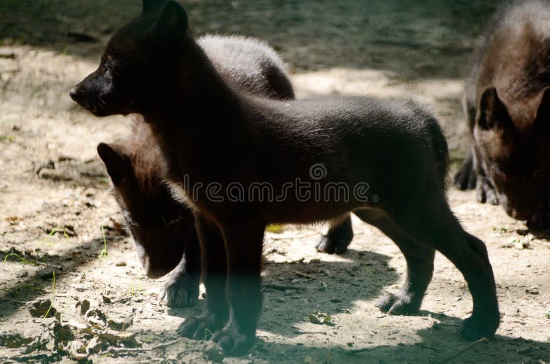 czarny wilk Canis Lupus szczeniak Dzikie zwierzę w zoo zdjęcia stock czarny wilk Canis Lupus szczeniak Dzikie zwierzę w zoo zdjęcia stock
