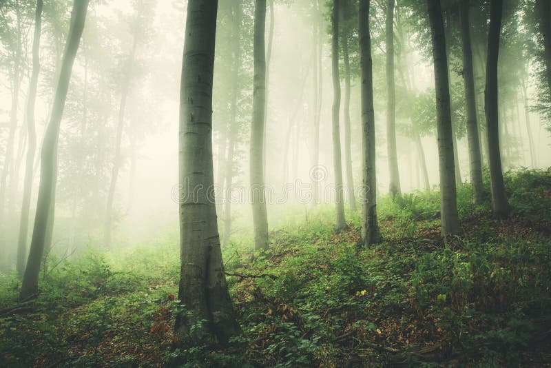 Enchanted green fantasy forest with fog in Transylvania after rain. Enchanted green fantasy forest with fog in Transylvania after rain