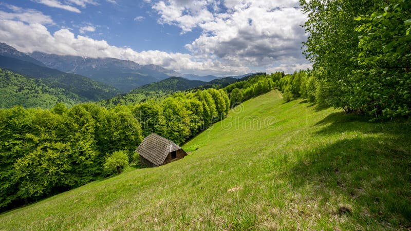 Czas świerku w chmury transylwanii i w lesie z górami w tle.