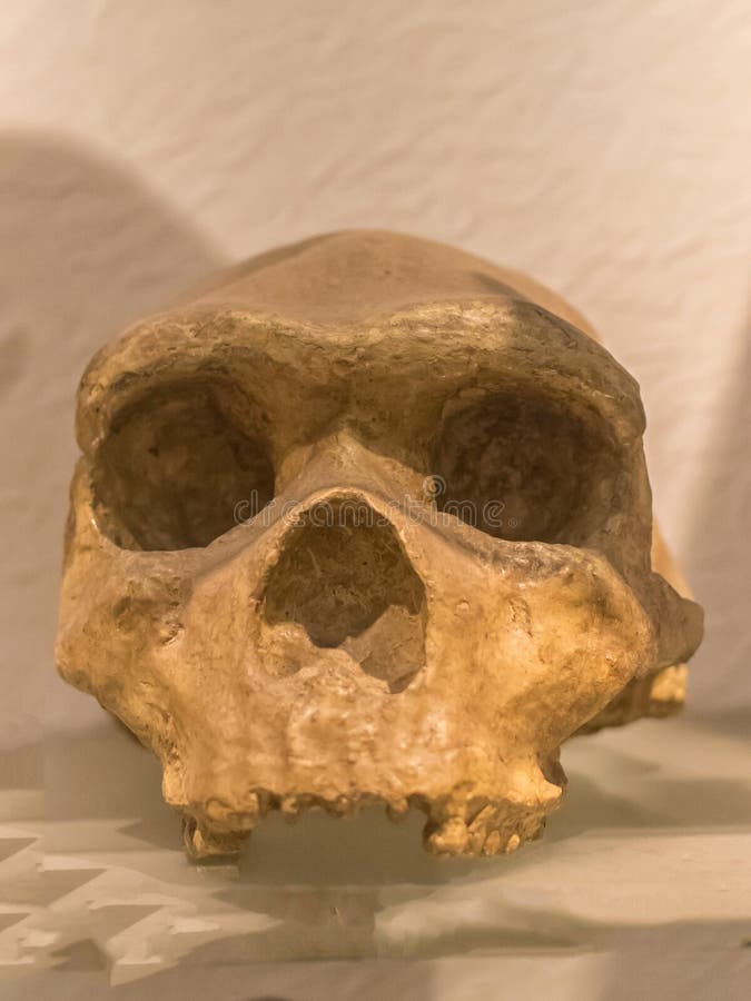 Czaszka homo neandertalczycy jest wymarli gatunki lub pododmiany archaiczne istoty ludzkie zdjęcie stock Czaszka homo neandertalczycy jest wymarli gatunki lub pododmiany archaiczne istoty ludzkie zdjęcie stock