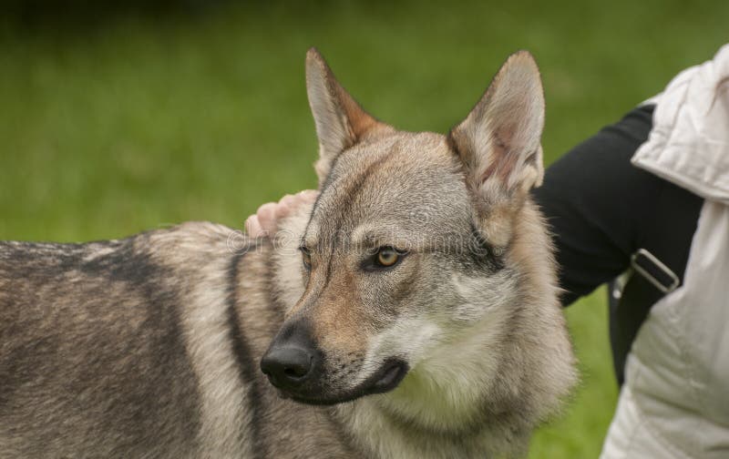 Are Czechoslovakian Wolfdogs Legal In The Uk