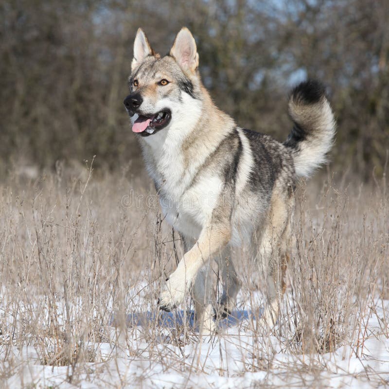 Czechoslovakian Wolfdog Walking in a Park and Enjoying the Snow Stock ...