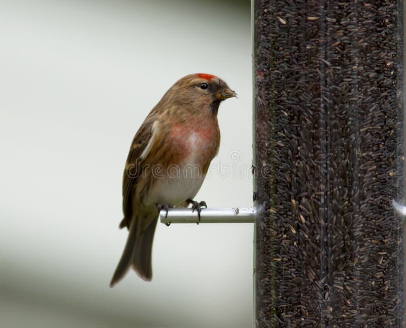 Redpoll feeding from a garden bird feeder. Redpoll feeding from a garden bird feeder