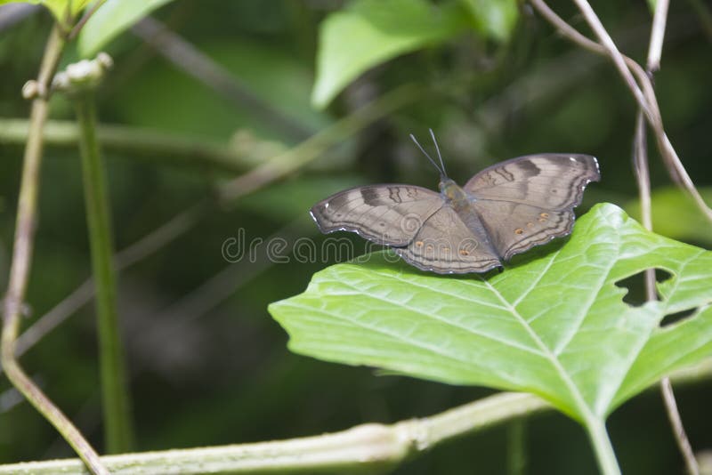 Czekoladowy Pansy motyl na liściu Pagodowa roślina obrazy stock Czekoladowy Pansy motyl na liściu Pagodowa roślina obrazy stock