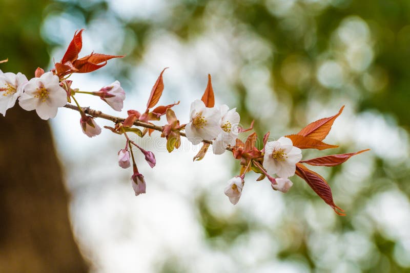Cherry blossom in spring for background or copy space for text.