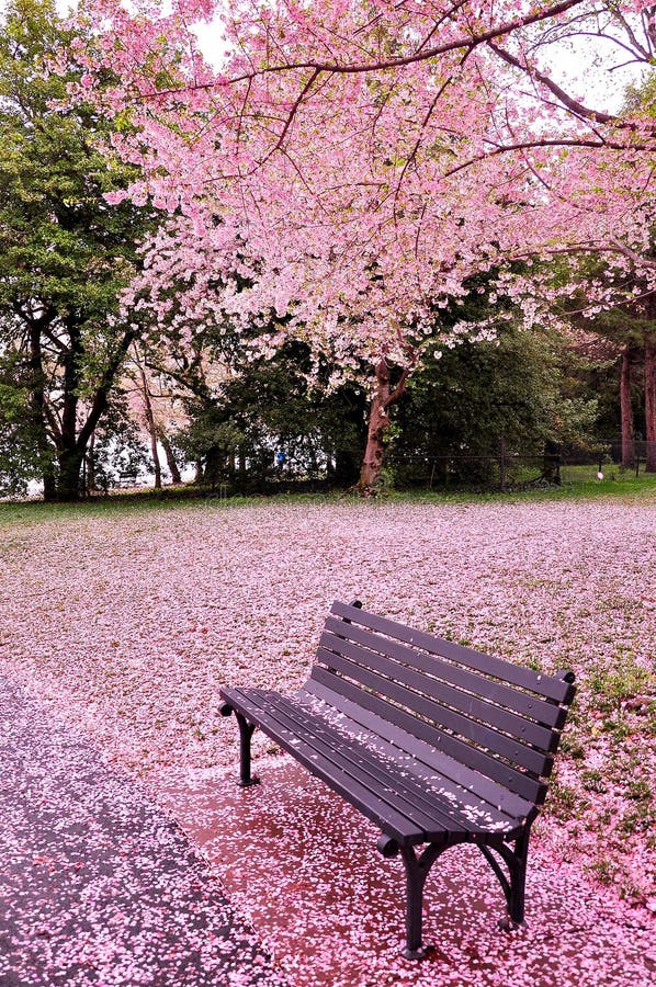 It's peak bloom of Washington DC's Cherry Blossoms in spring. It's peak bloom of Washington DC's Cherry Blossoms in spring.