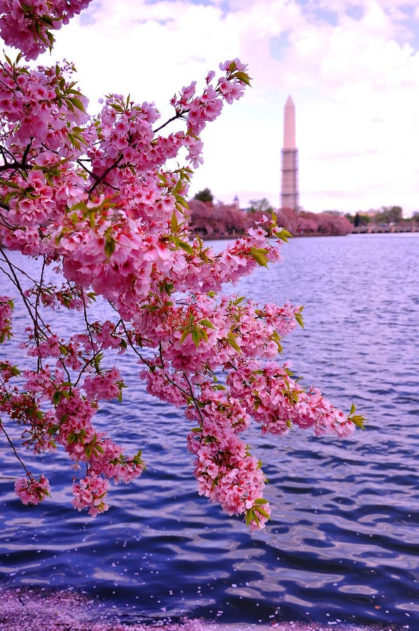 It's peak bloom of Washington DC's Cherry Blossoms in spring. It's peak bloom of Washington DC's Cherry Blossoms in spring.