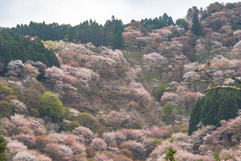 Czereśniowy okwitnięcie na Yoshinoyama, Nara, Japonia wiosny krajobraz zdjęcie stock Czereśniowy okwitnięcie na Yoshinoyama, Nara, Japonia wiosny krajobraz zdjęcie stock
